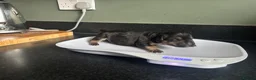 Mixed Breed dogs for sale: Beautiful family pet in Sunderland - Advert 7