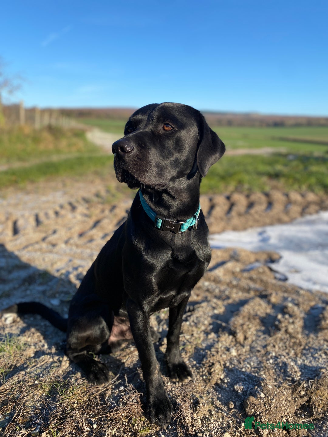 Labrador Retriever dogs for stud: Health Checked Beautiful Stud Labrador - Advert 1