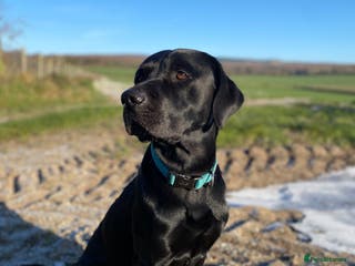 Labrador Retriever dogs Health Checked Beautiful Stud Labrador - Advert 4