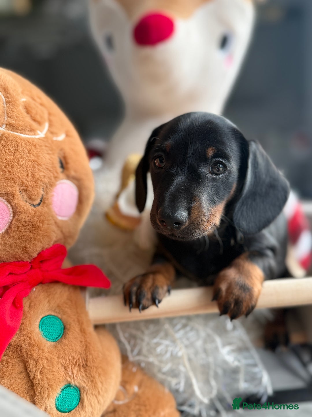 Miniature Dachshund dogs for sale: Kc mini smooth daxie fully tested  - Advert 7