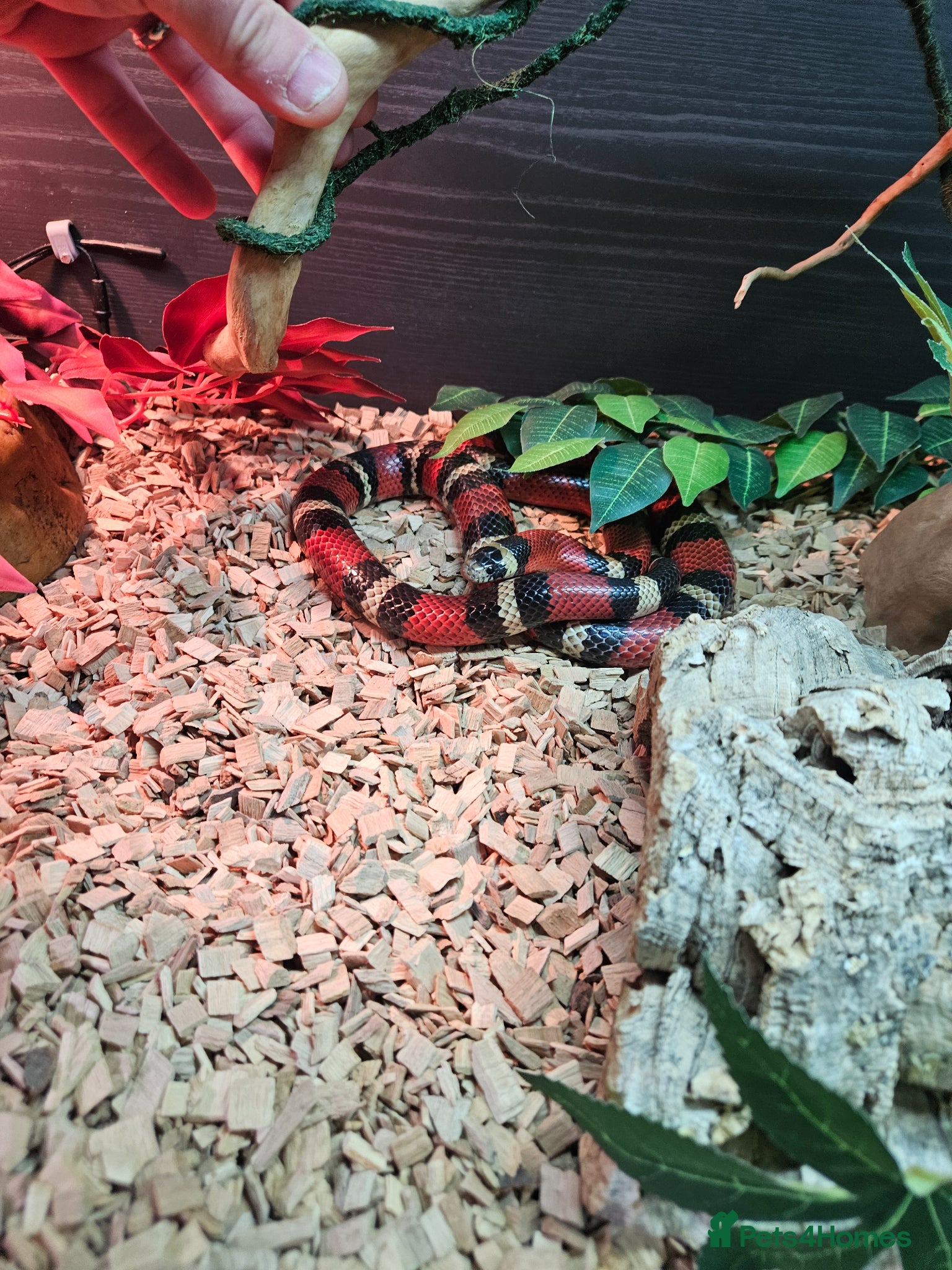 Milk Snake reptiles Milk snake and vivarium full set up for sale - Advert 2