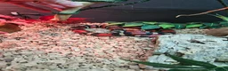 Milk Snake reptiles for sale: Milk snake and vivarium full set up for sale - Advert 1