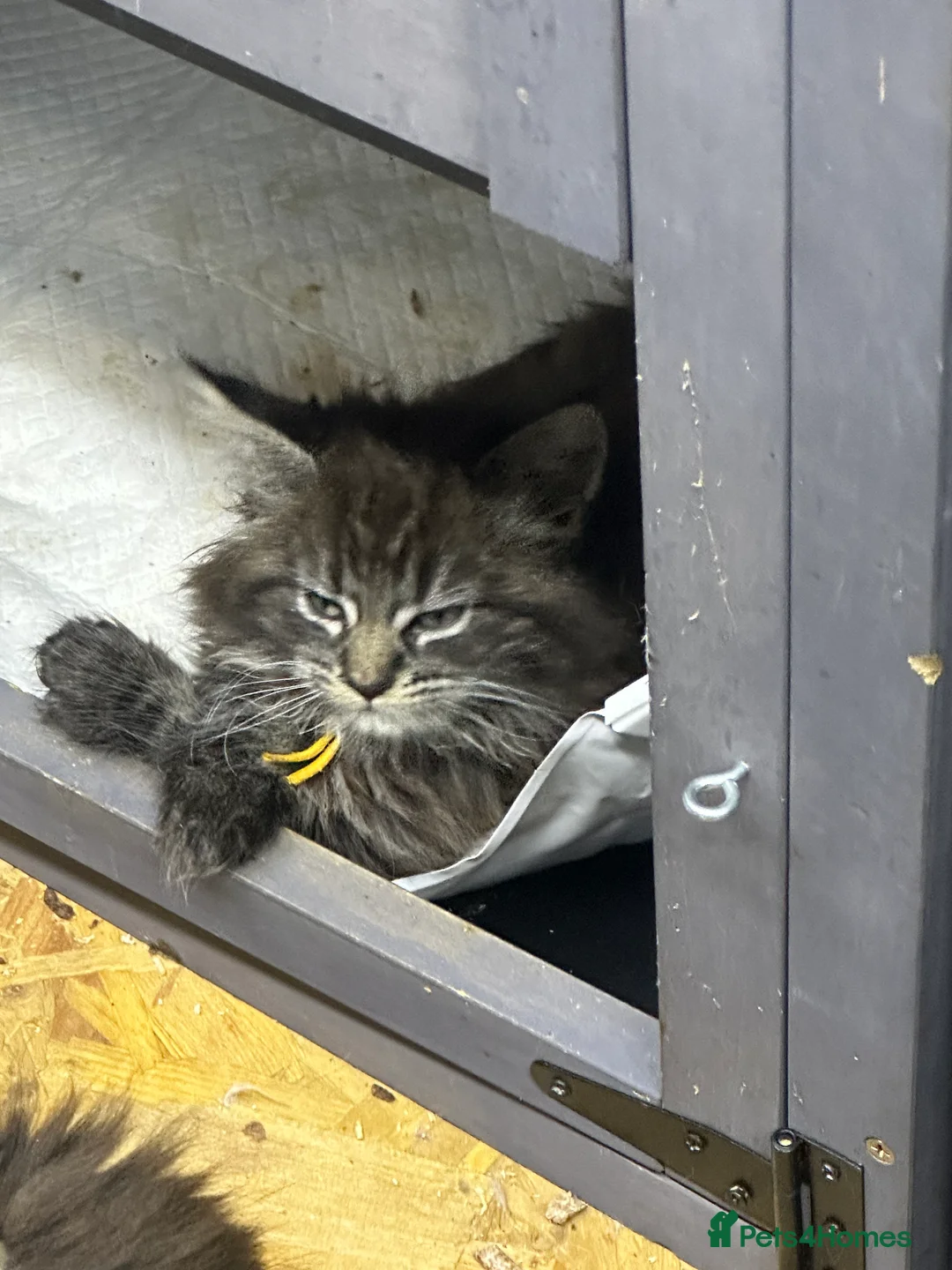 Maine Coon cats for sale: Mainecoons  - Advert 15