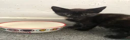 Mixed Breed cats for sale: 2 Black Males, 2 Tortoiseshell Females For Sale - Advert 8
