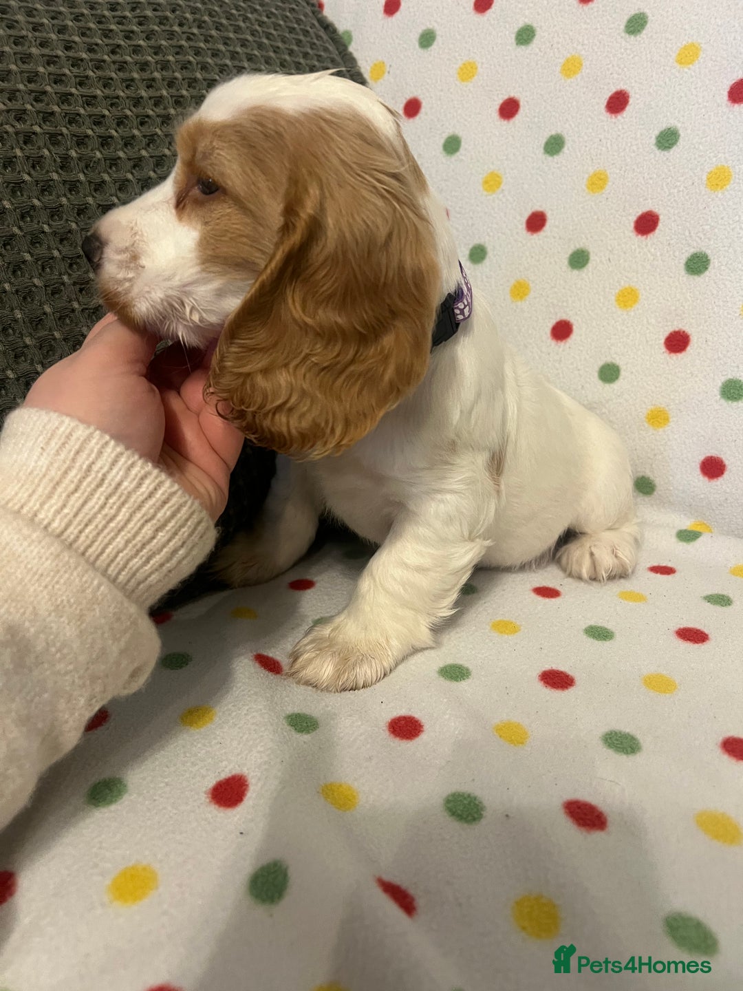 Cocker Spaniel dogs for sale: Show cocker spaniels  - Advert 3