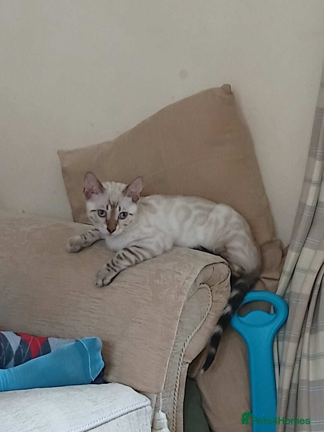 Bengal cats for sale: Health-checked TICA Family Bengal Kitten READY NOW in Warminster - Image 6