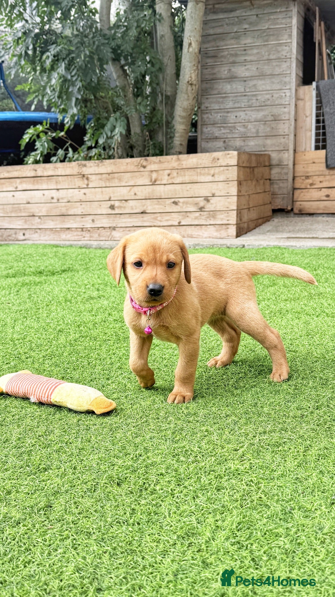 Labrador Retriever dogs Stunning KC Registered Labrador Puppies 🐾 - Advert 1