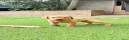 Labrador Retriever dogs for sale: Stunning KC Registered Labrador Puppies 🐾 - Advert 1