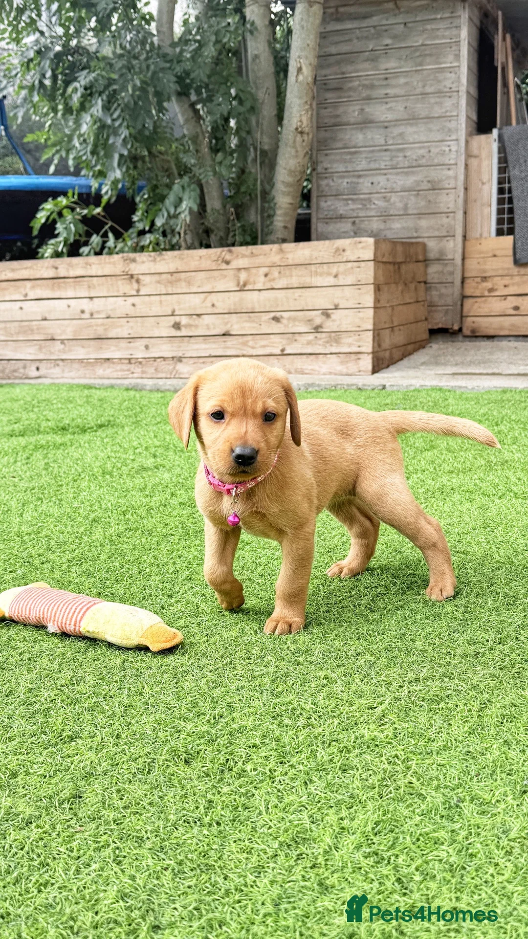 Labrador Retriever dogs for sale: Stunning KC Registered Labrador Puppies 🐾 - Advert 1