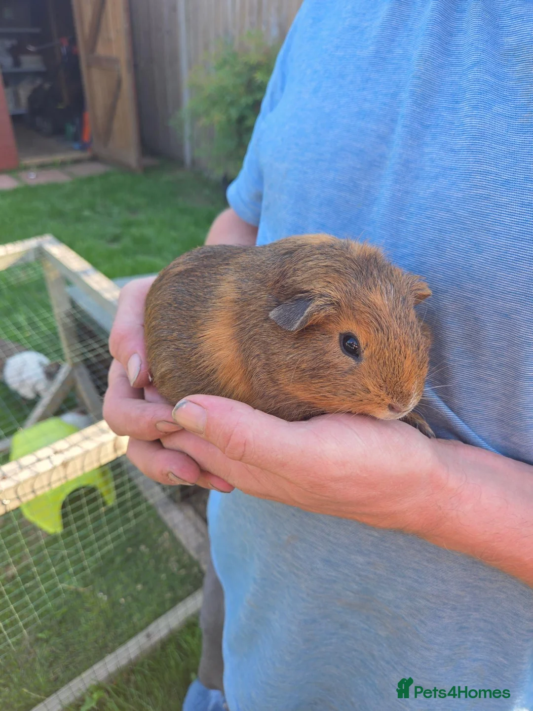 Guinea Pig rodents for sale: 3 boy guinea pigs for rehoming - Advert 1
