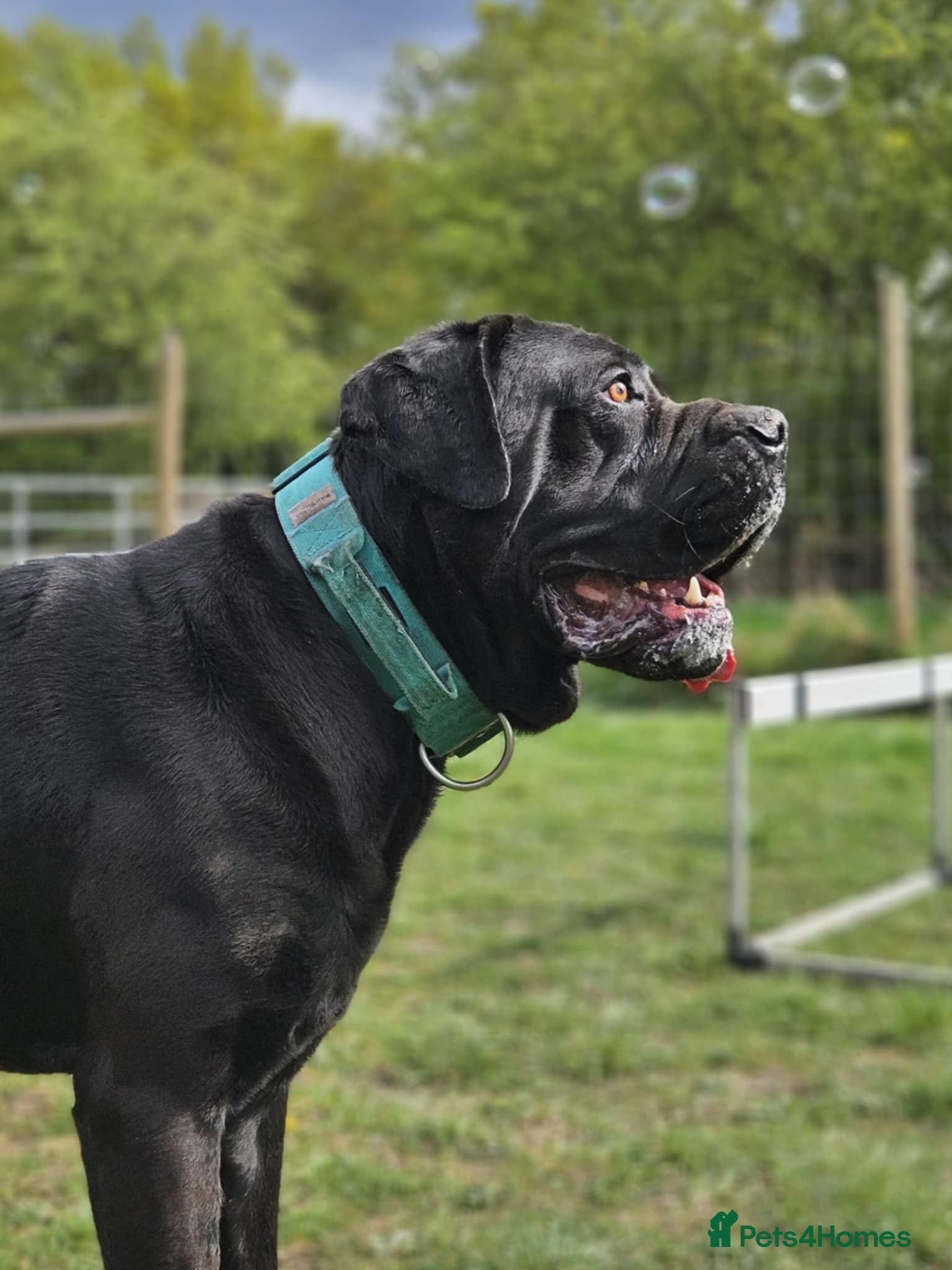 Cane Corso dogs Cane Corso for Stud in Doncaster - Advert 7