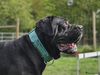 Cane Corso dogs in Doncaster - Advert 36