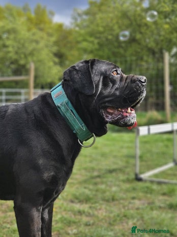 Cane Corso dogs in Doncaster - Advert 1