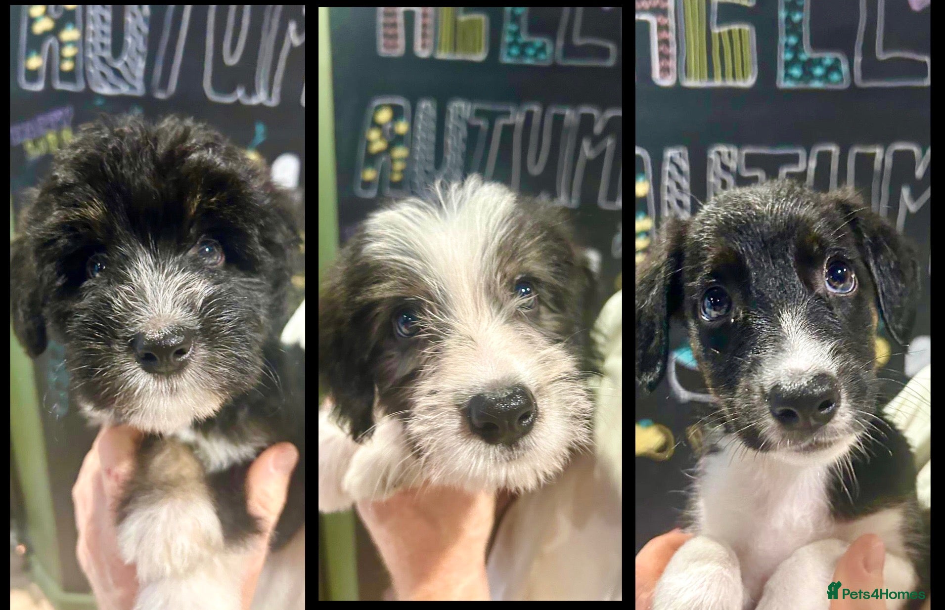Bordoodle dogs READY NOW Beautiful Bordoodle / border collie  - Advert 1