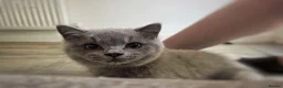 British Shorthair cats for sale: Blue British Shorthair Male Kitten  - Advert 5