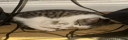 Domestic Shorthair cats for sale: Female Kitten  - Advert 4
