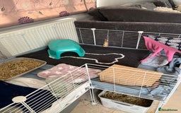Guinea Pig rodents for sale: Indoor cage with two male Guinea Pigs - Image 1