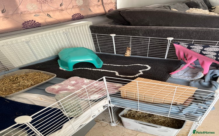 Guinea Pig rodents - Advert 4