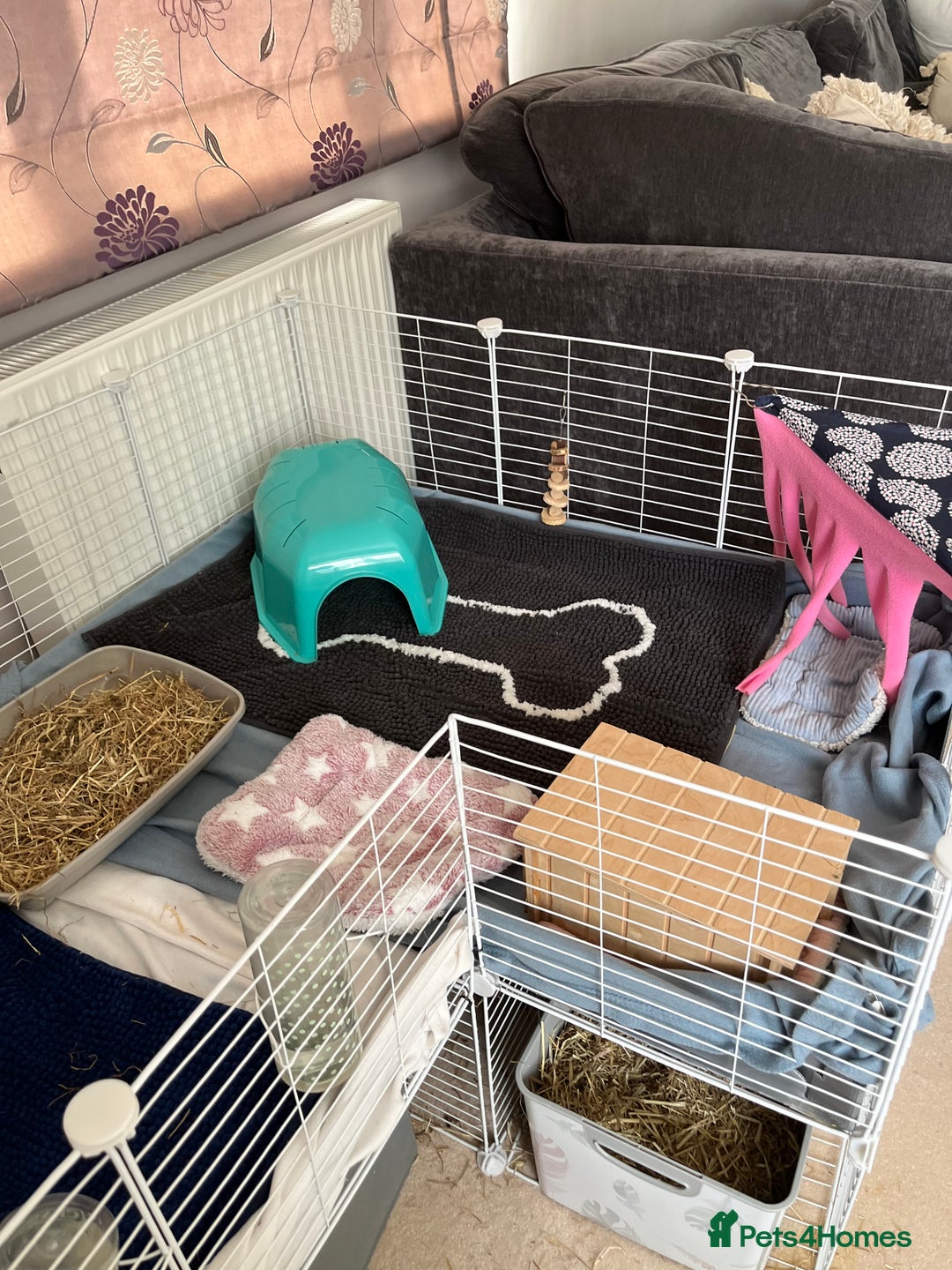 Guinea Pig rodents for sale: Indoor cage with two male Guinea Pigs - Image 1