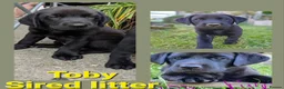 Labrador Retriever dogs for stud: Labrador Ret. 100%-success PROVEN KC/Health tested in Brecon - Advert 15