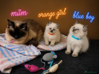 Ragdoll cats Beautiful Ragdoll Kittens - Advert 2