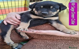 Mixed Breed dogs for sale: A stunning litter of gsd x rottie x mastiff pups  - Image 27