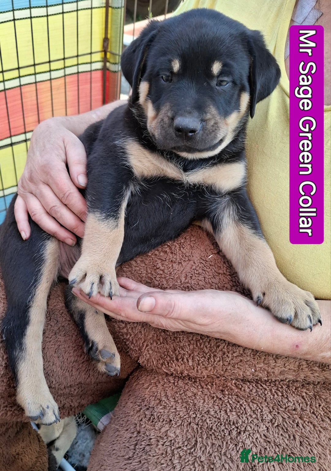 Mixed Breed dogs for sale: A stunning litter of gsd x rottie x mastiff pups  - Image 27