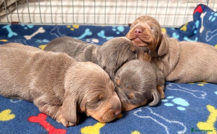 Miniature Dachshund dogs - Advert 12