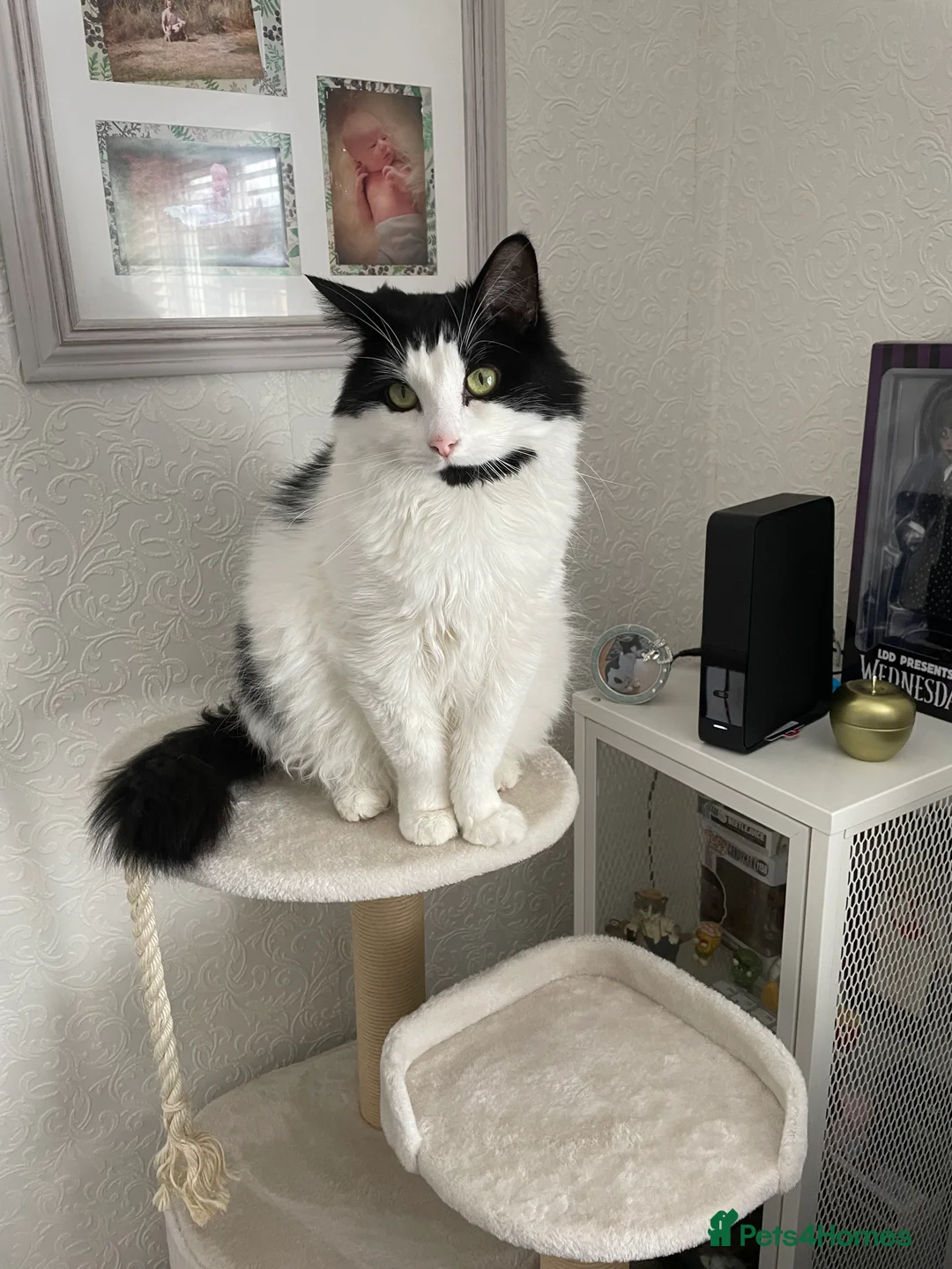 British Shorthair cats for sale: Fluffy in Walsall - Advert 4