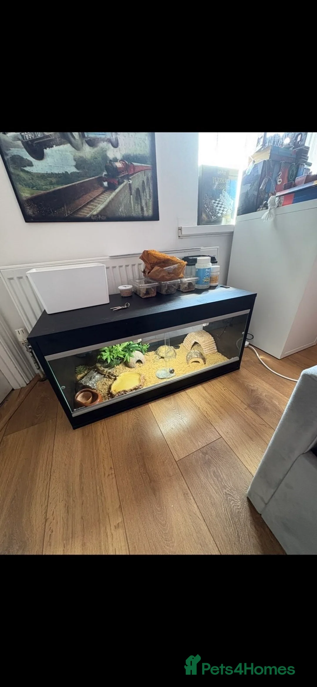 Gecko reptiles for sale: Leopard Gecko - Advert 2