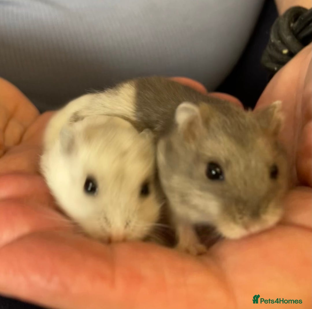 Hamster rodents for sale: Baby Winter White Russians from our show stock  - Image 19