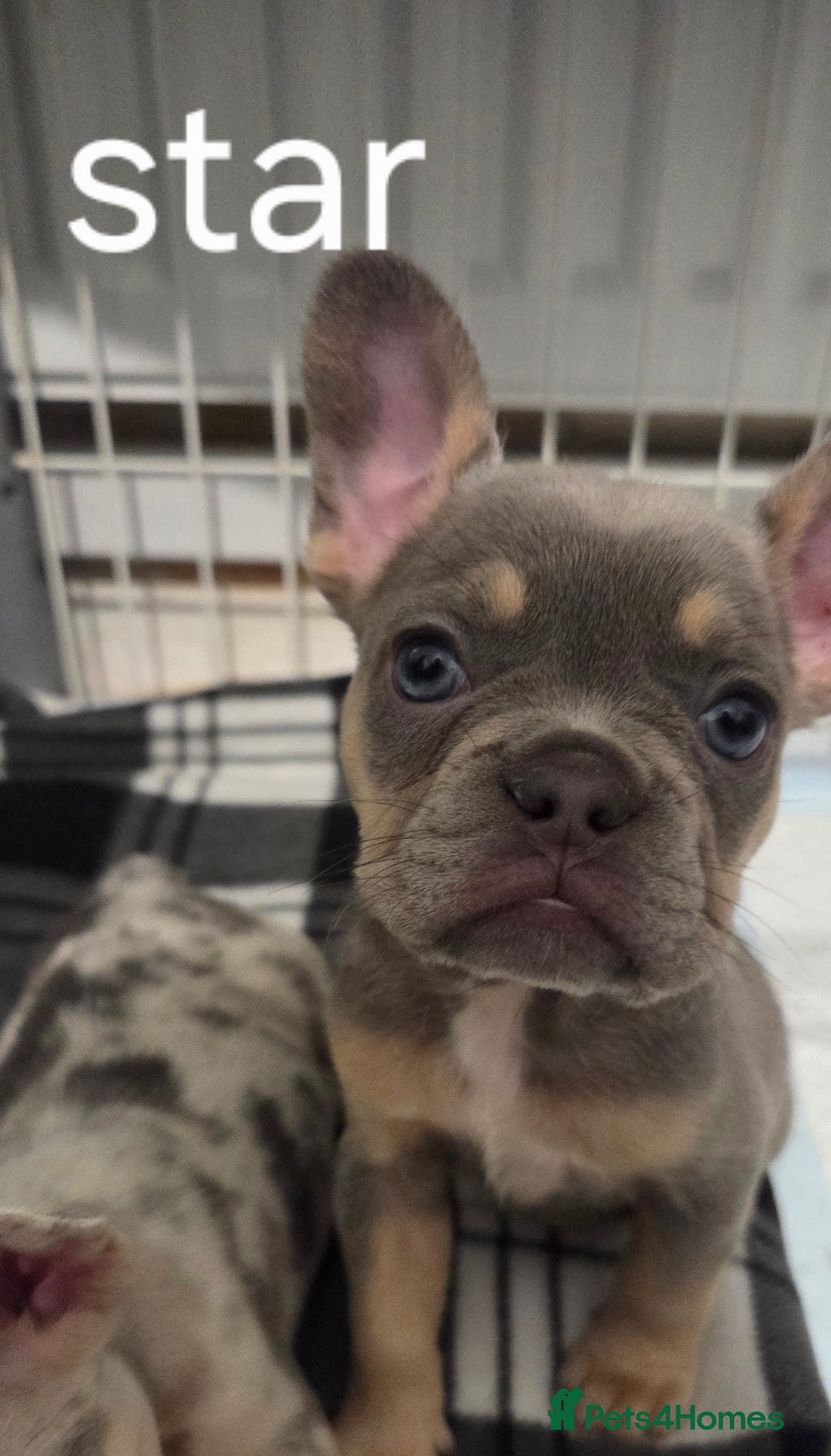 French Bulldog dogs for sale: Kc registered French bulldog puppys  - Advert 4