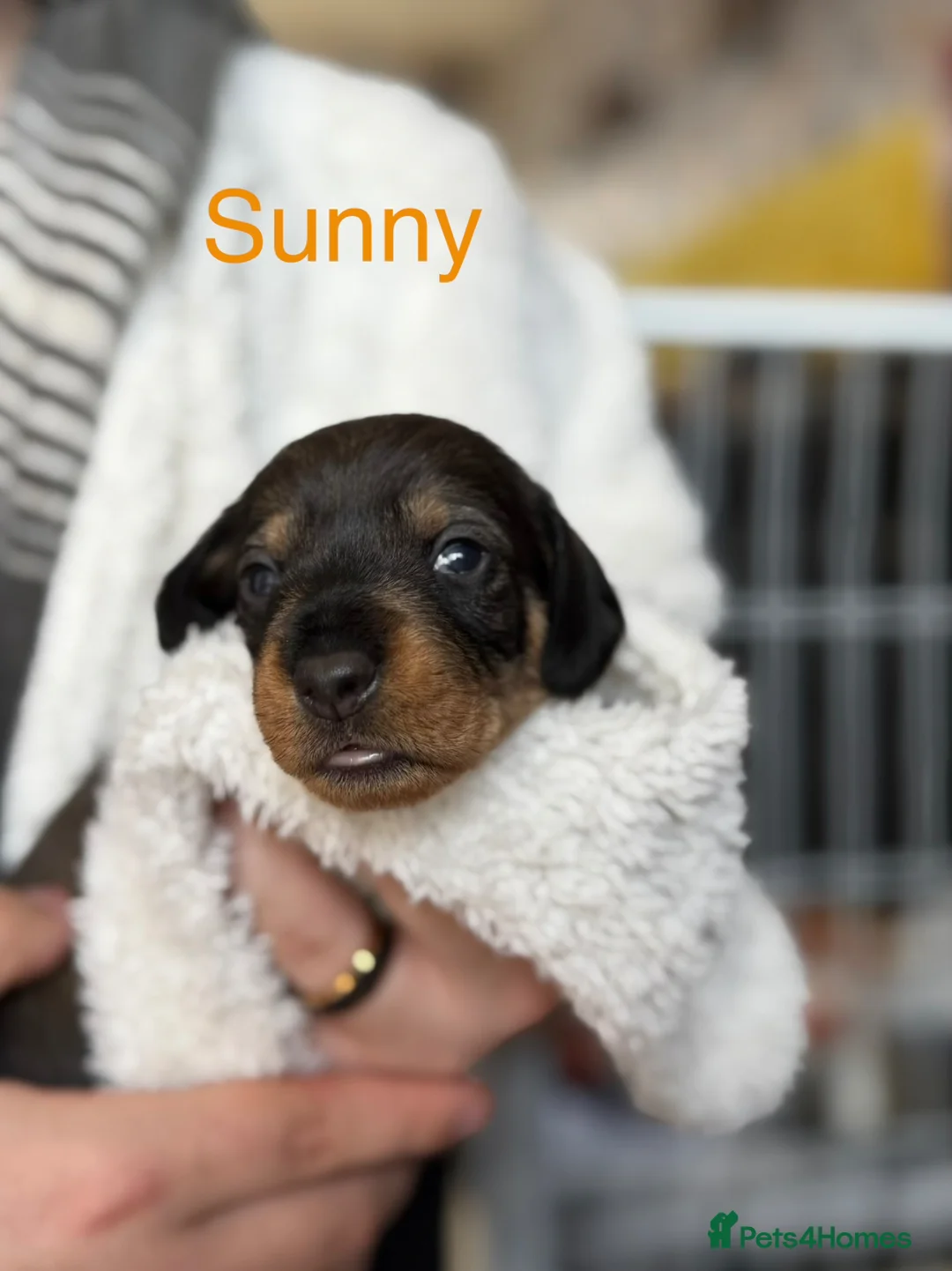 Dachshund dogs for sale: Lovely bunch of Standard Dachshund puppies💐 in Newtown - Advert 35