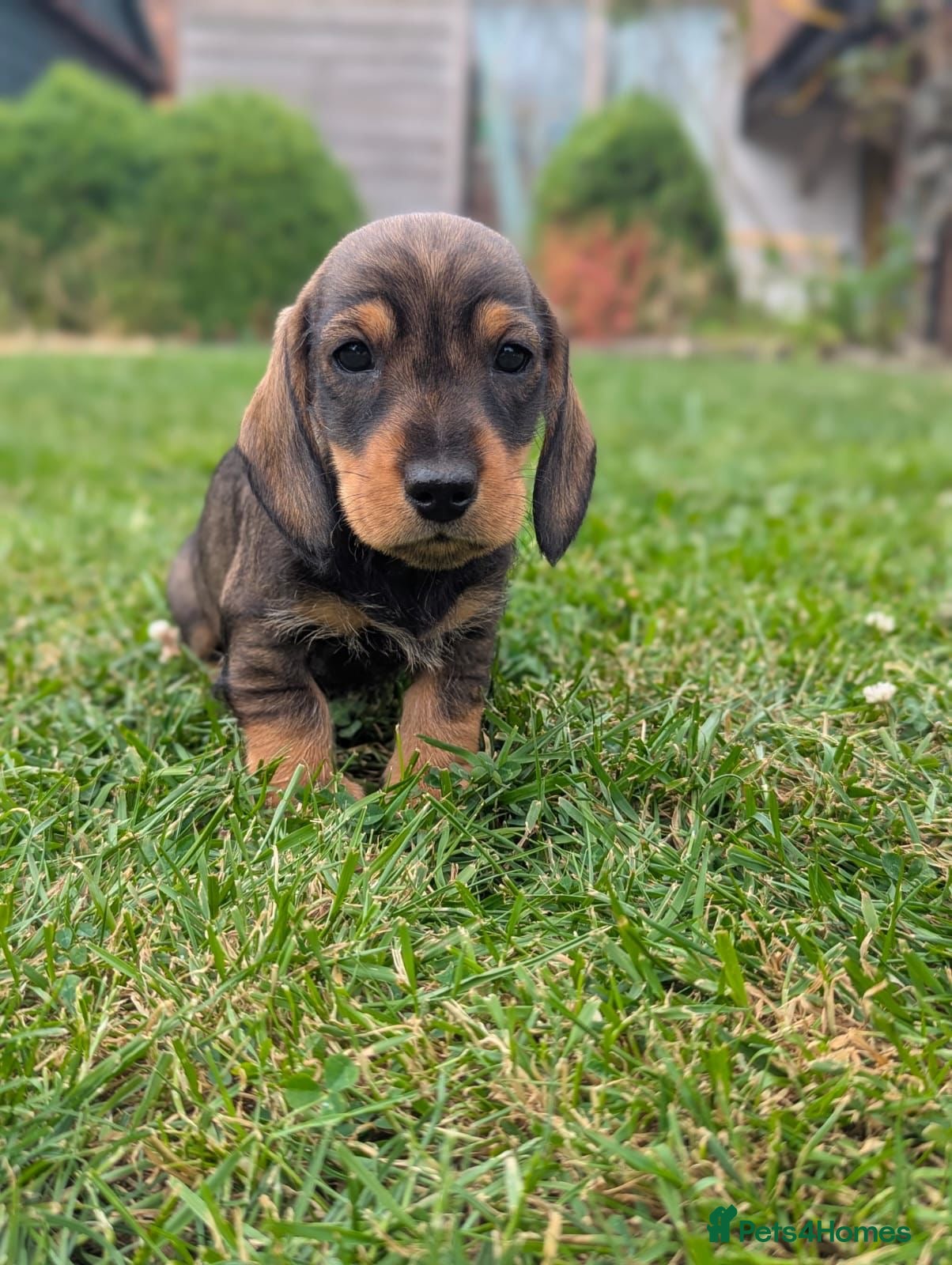 Dachshund dogs Miniature Dachshunds  - Advert 1