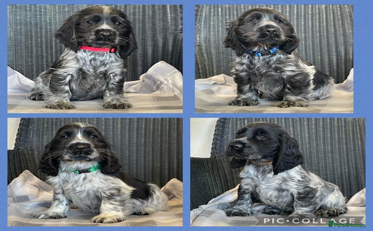 Cocker Spaniel dogs - Advert 14