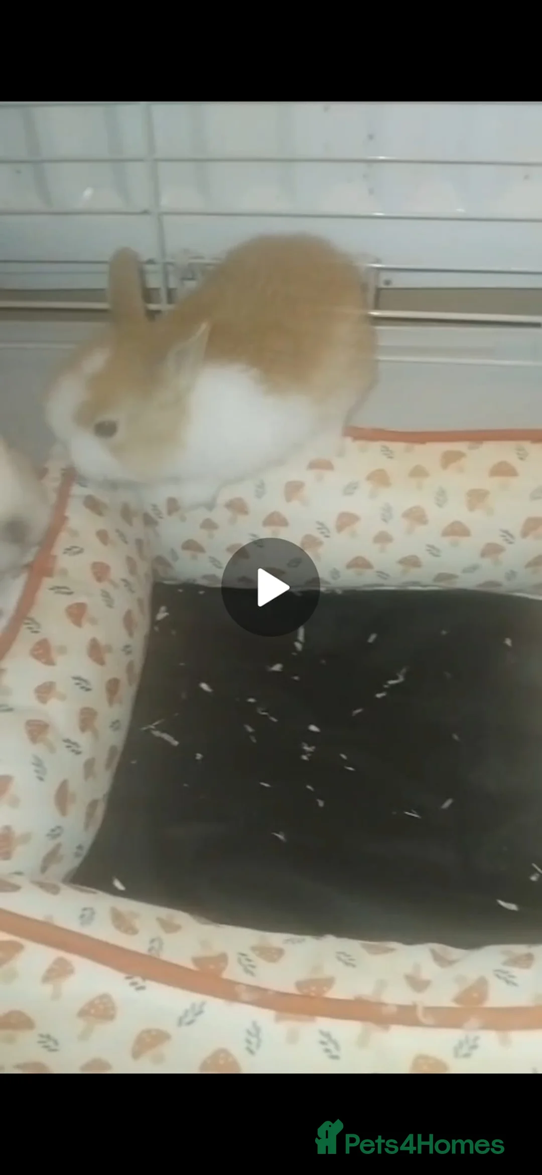 Mini Lion Lop rabbits for sale: Mini lop merl female rabbit  - Advert 3