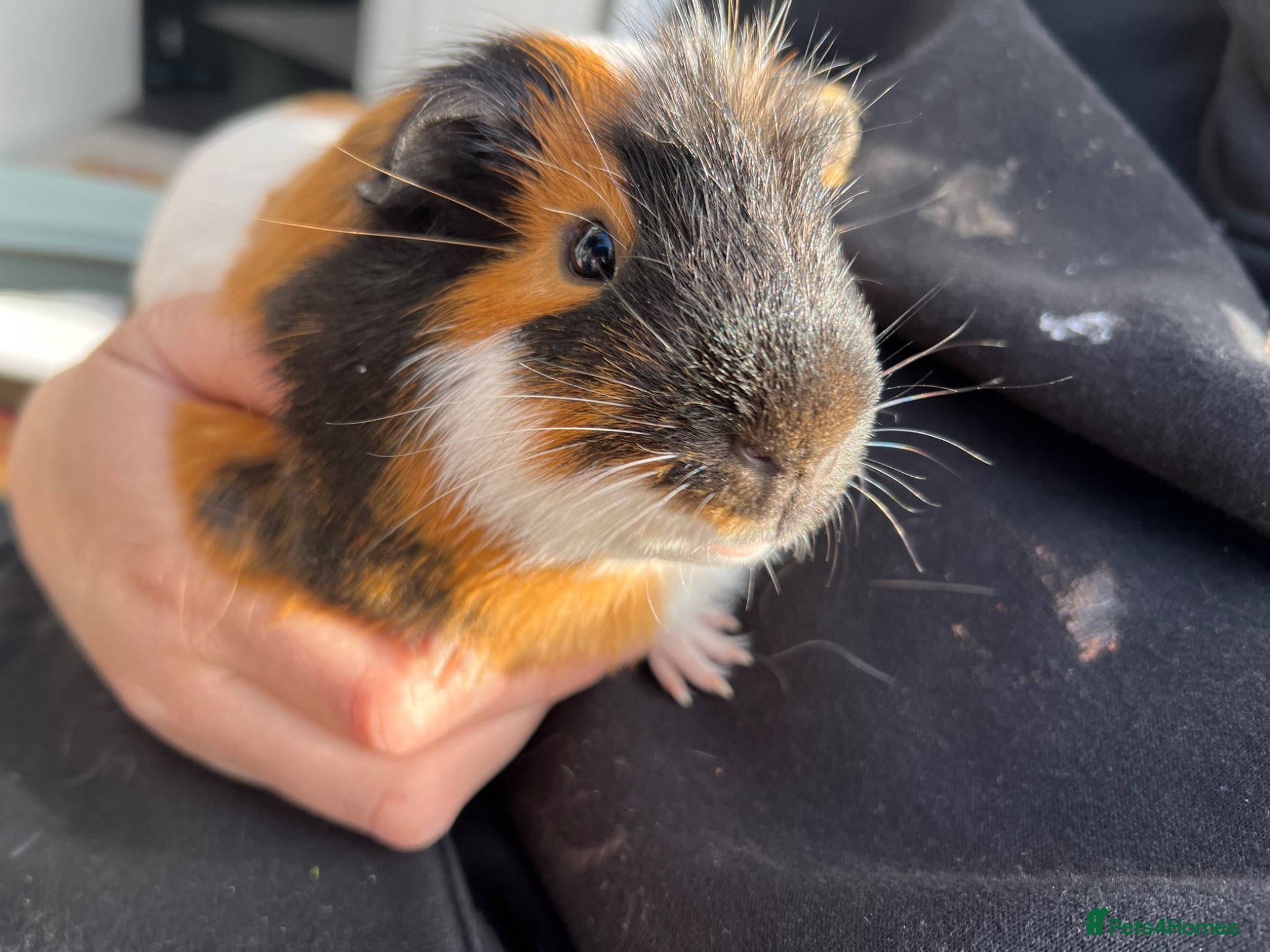 Guinea Pig rodents 2 male guinea pigs - Advert 12