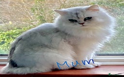 Persian cats for sale: Pedigree Persian silver chinchilla female - Image 2