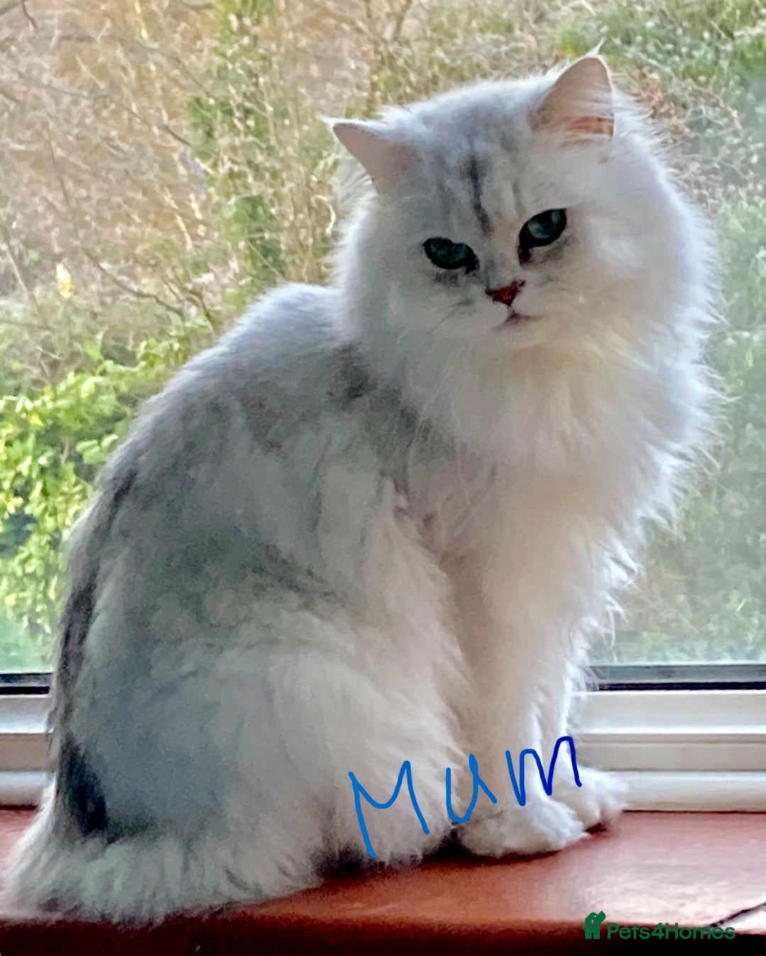 Persian cats for sale: Pedigree Persian silver chinchilla female - Image 2