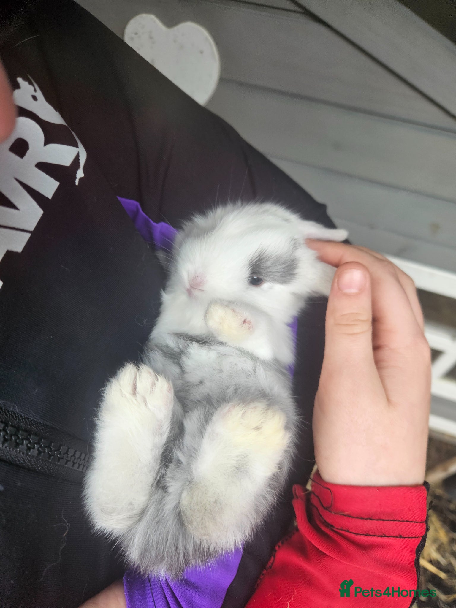Mixed Breed rabbits Lovely litter dutch lops - Advert 1
