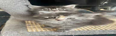 Maine Coon 4