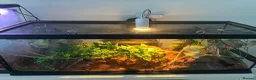 Corn Snake reptiles for sale: Corn snake and mourning gecko with full setups - Advert 7
