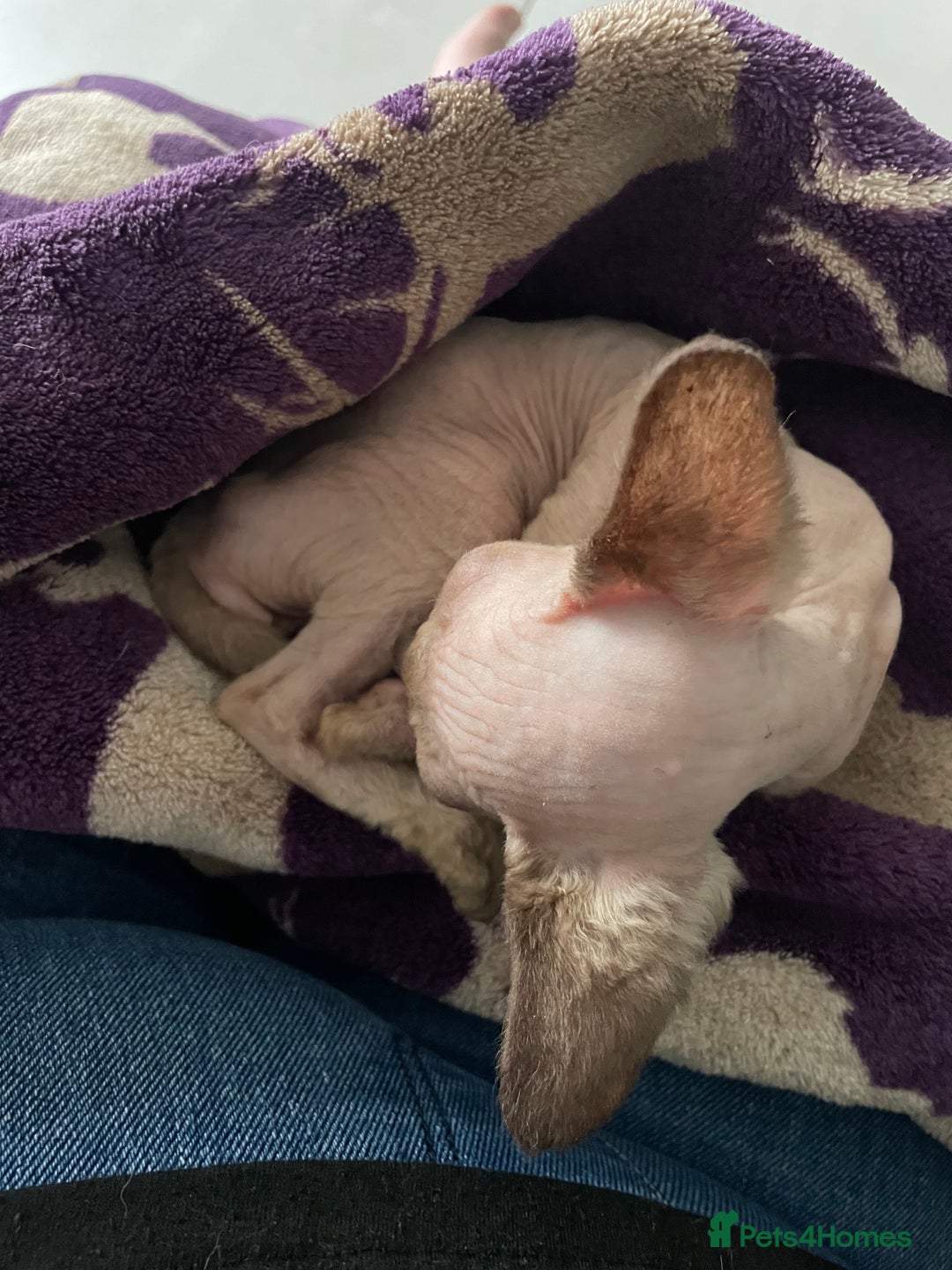 Sphynx cats for sale: Sphynx kittens  - Advert 19