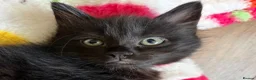 Mixed Breed cats for sale: Stunning fluffy black Girl  - Advert 1