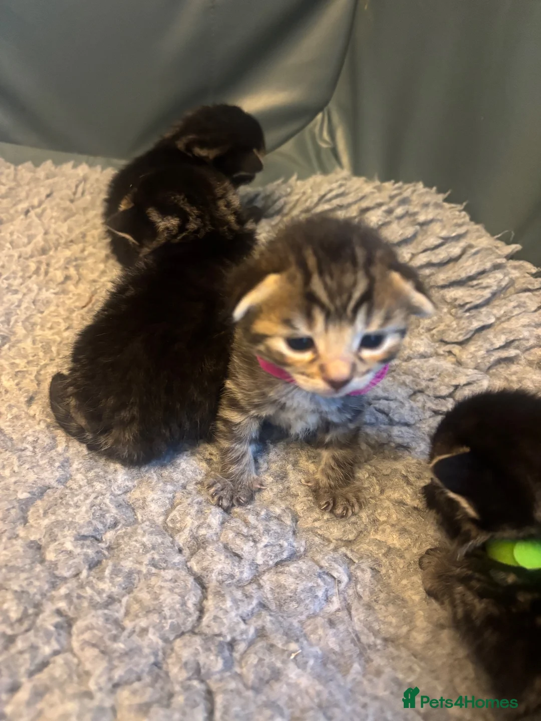 Bengal cats for sale: Bengal Cross Kittens - Advert 6