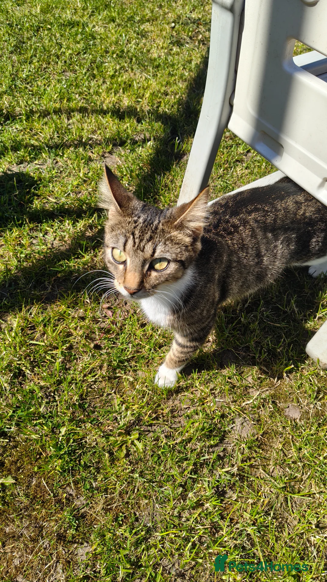 Mixed Breed cats for sale: 3 lovely kittens in Cardiff - Advert 1