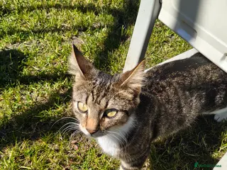 Mixed Breed cats 3 lovely kittens - Advert 11