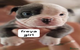 English Bulldog dogs for sale: Olde English bulldog puppies  - Image 9