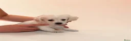 Maltese dogs for sale: Beautiful Bichon Maltese Puppies-1st Family Litter - Advert 6