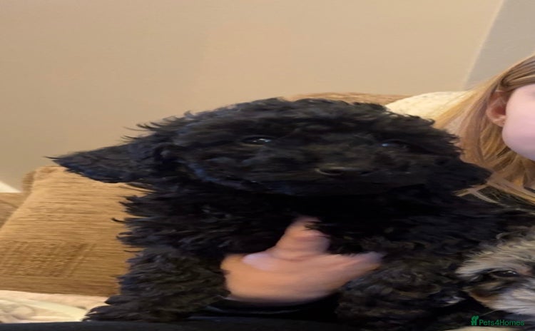 Labradoodle dogs - Advert 4